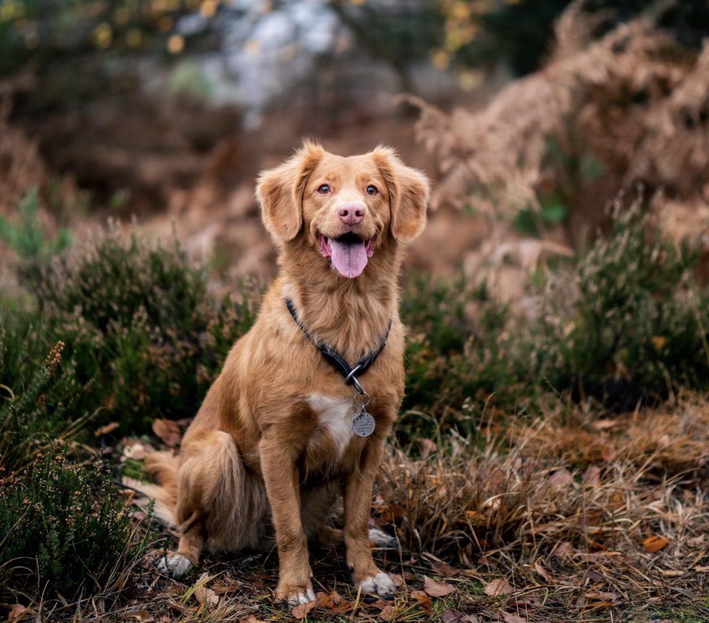 DerHundeflo-Bootcamp-Reisen-Oesterreich