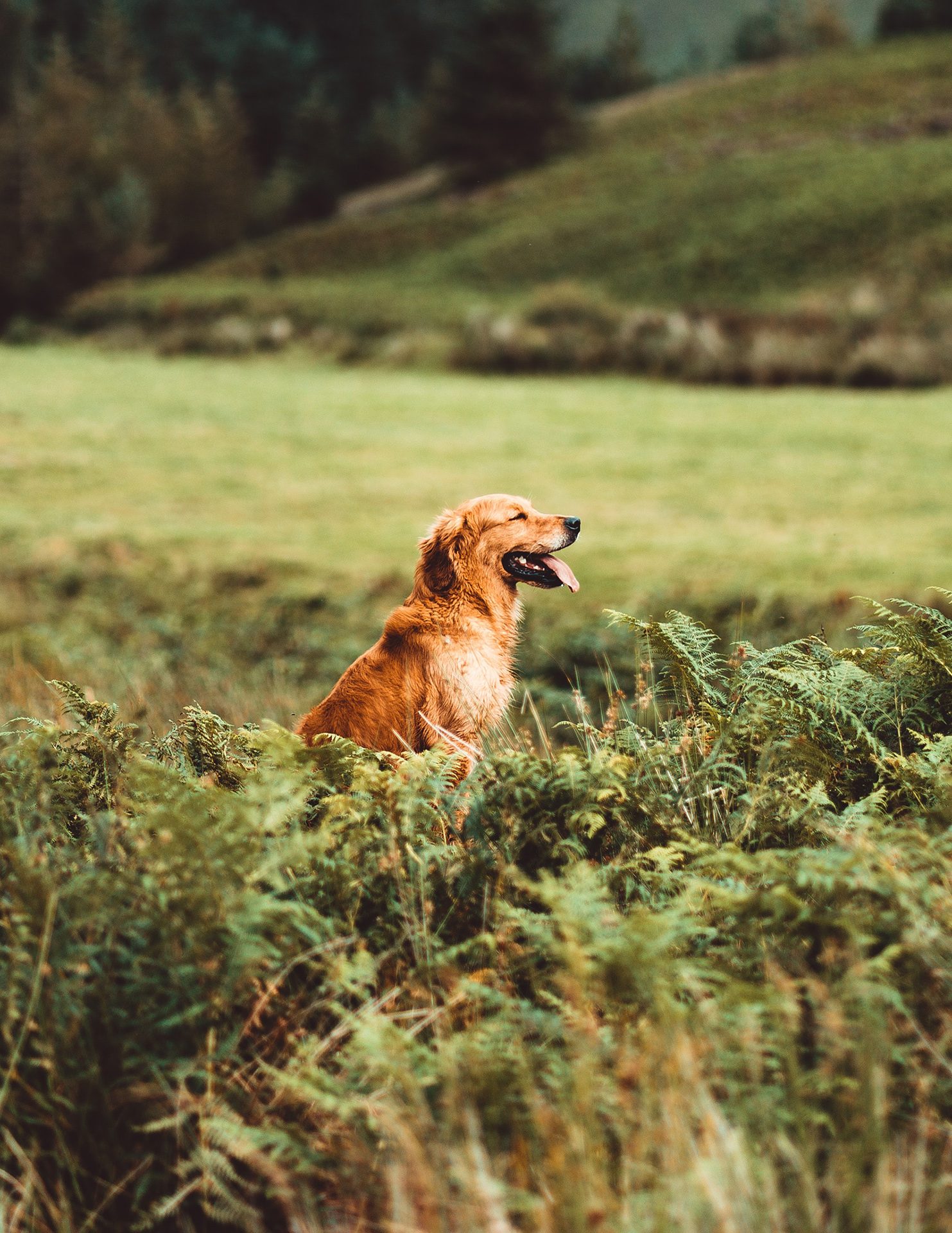 DerHundeflo-Hunde-Psychologie