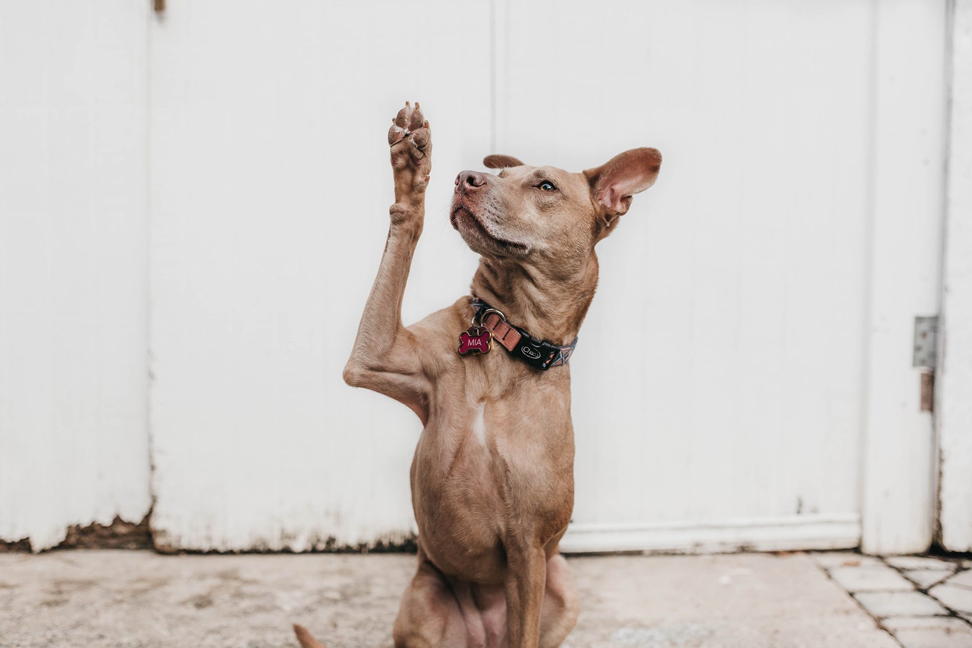 Premium Filz-Tasche - Individuelles Hundetraining in Österreich,  Deutschland und Südtirol mit Hundeflo Onlineshop