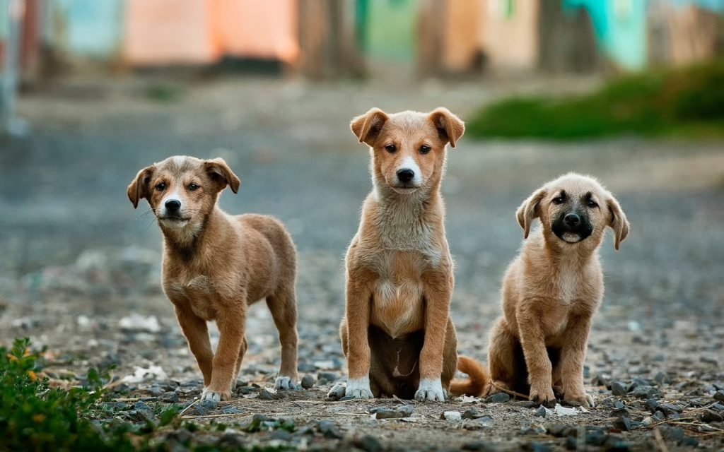 Hundeflo-Hundeschule-im-echten-Leben