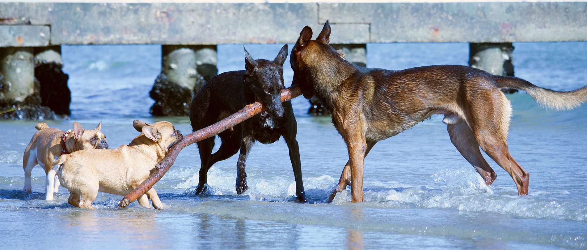 derhundeflo-trainandfun-reise-caorle