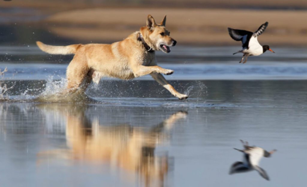 derhundeflo-workshops-anti-jagd-training