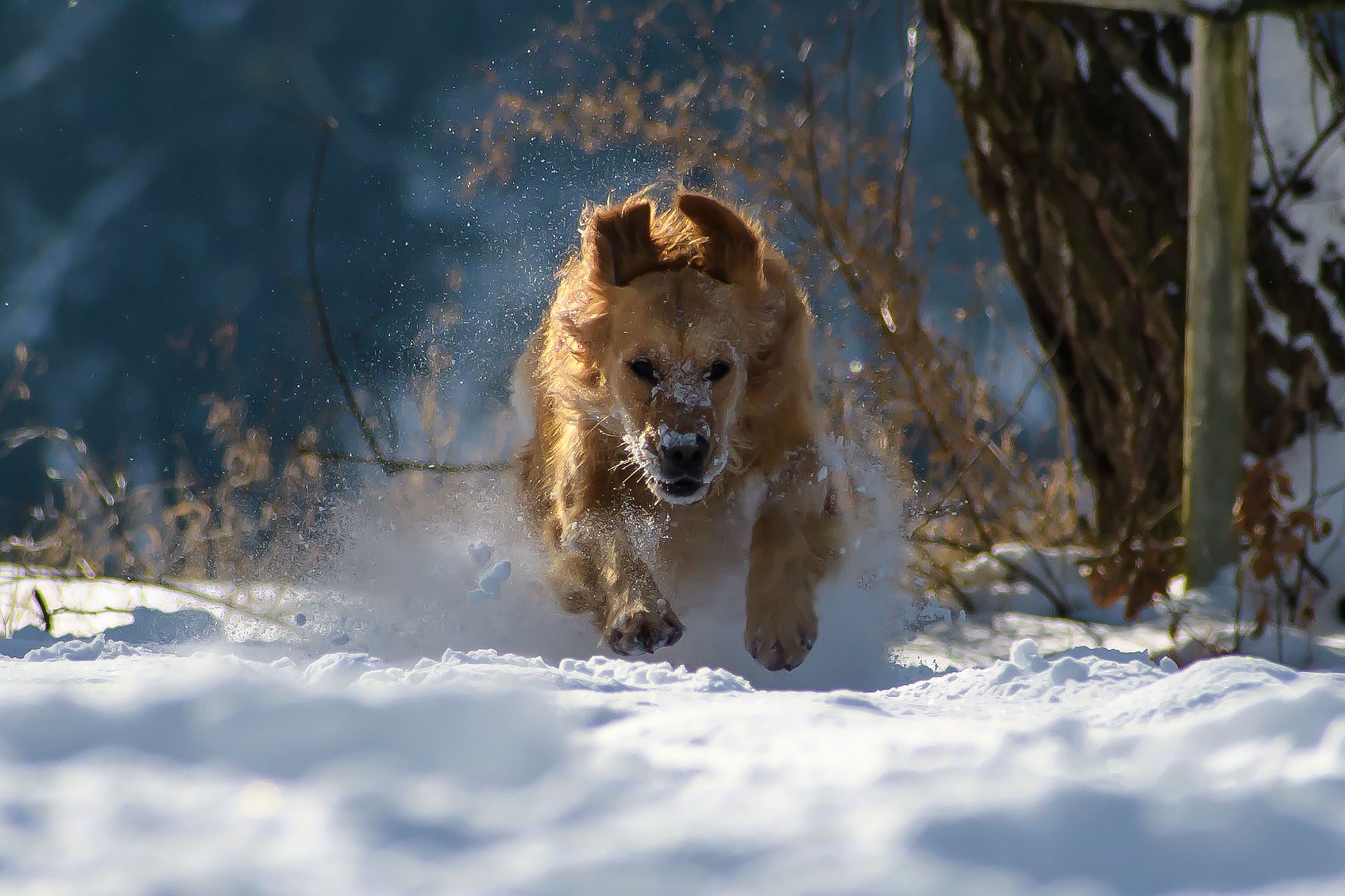 derhundeflo-trainandfun-reise-advent-5