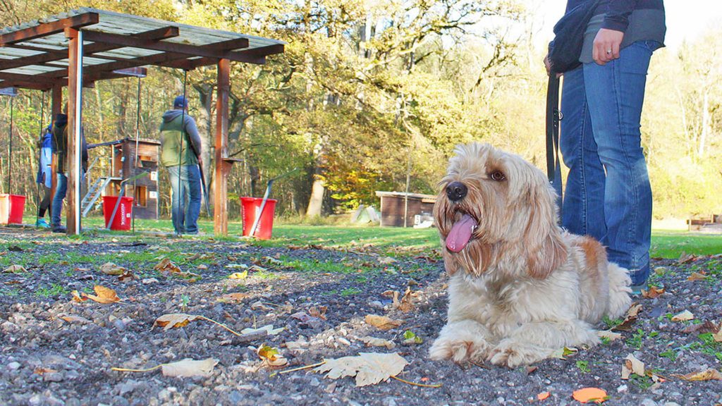 derhundeflo-workshops-schussfest