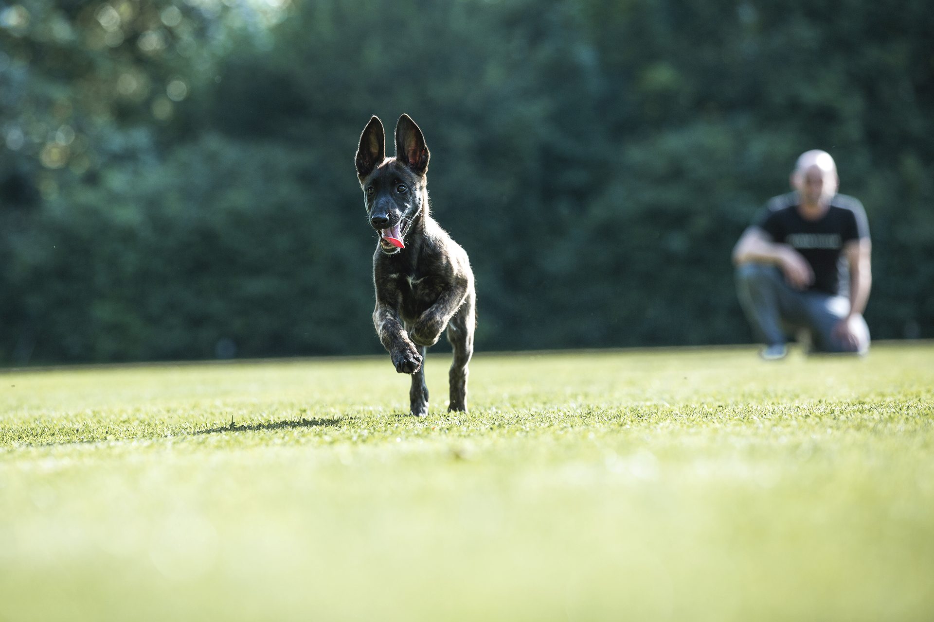 hundeflo-main-header