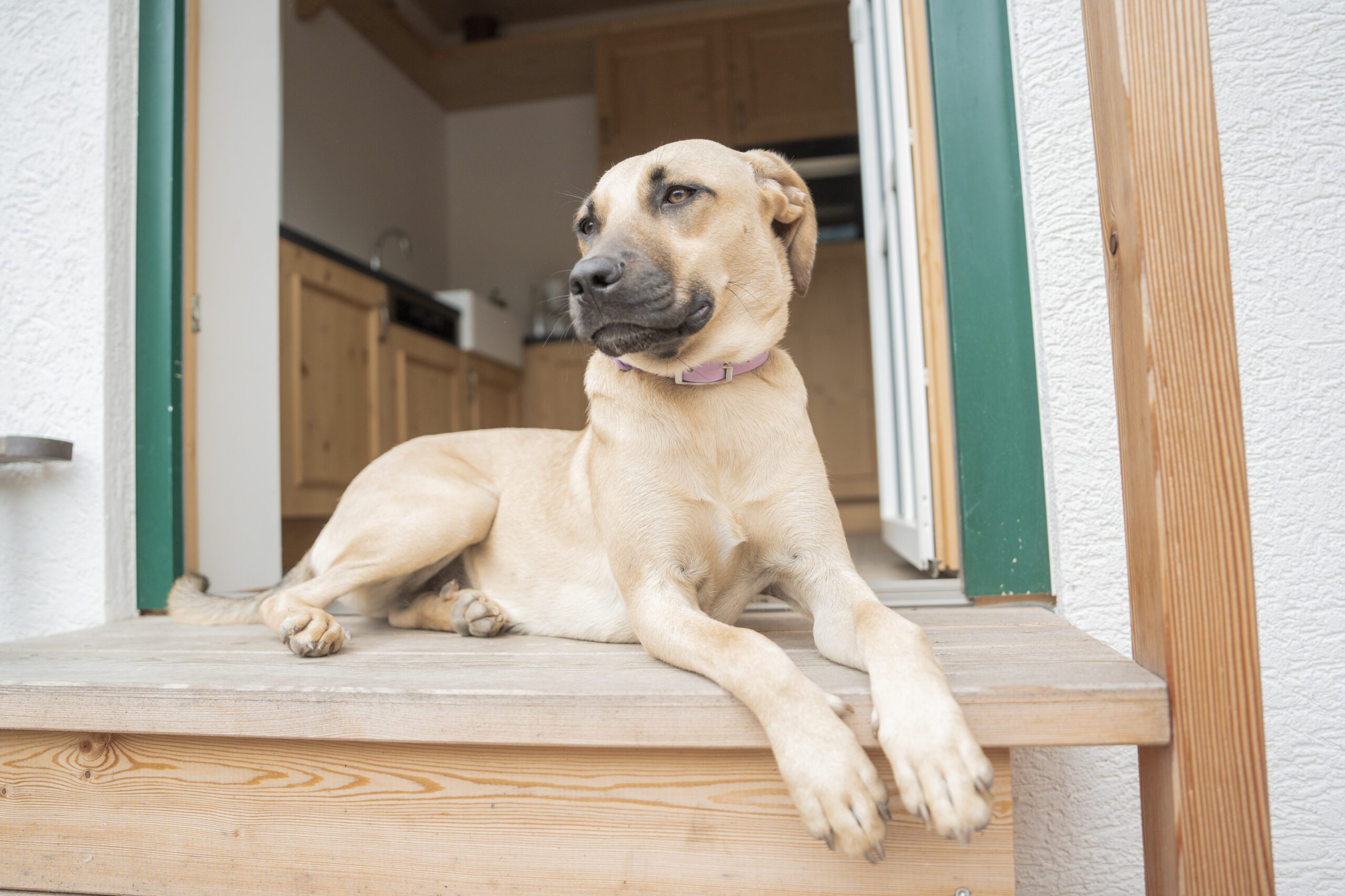 NDZ_Hund_im_Haus_MJ_Auswahl-8